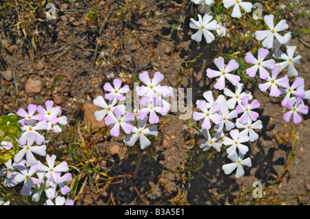 Wilde Blumen wachsen auf einem Hügel in Sun Valley, Idaho, Vereinigte Staaten von Amerika Stockfoto