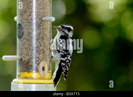 Eine weibliche Downy Woodpecker, Picoides pubescens, ernährt sich von Samen, die aus einer Zuführung. Oklahoma, USA. Stockfoto