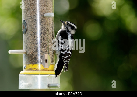 Eine weibliche Downy Woodpecker, Picoides pubescens, ernährt sich von Samen, die aus einer Zuführung. Oklahoma, USA. Stockfoto