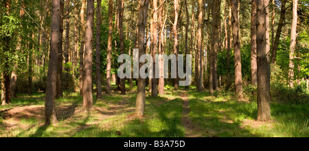 Thetford Forest Norfolk UK Stockfoto