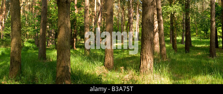 Thetford Forest Norfolk East Anglia UK Stockfoto