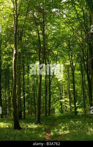 Woodland Glade, Thetford Forest, Norfolk Stockfoto