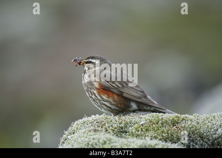 Rotflügel (Turdus iliacus). Erwachsene mit Futter für die Küken im Schnabel Stockfoto