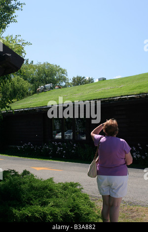 Touristischen beobachtet Ziegen auf Sod Dach des Al Johnsons schwedischen Restaurant Schwester Bay Wisconson Stockfoto