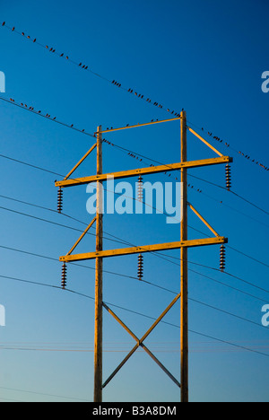 USA, Texas, Amarillo, Vögel (Stare) auf Stromleitungen Stockfoto