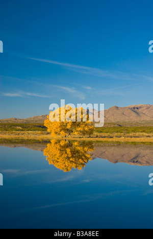 USA, New Mexiko, Socorro, Bosque de Apache National Wildlife Refuge Stockfoto