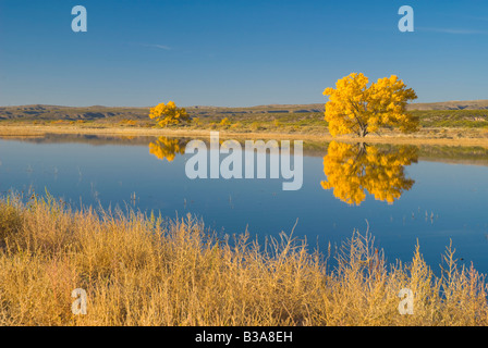 USA, New Mexiko, Socorro, Bosque de Apache National Wildlife Refuge Stockfoto