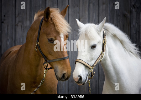 Freiberger und Welsh Pony. Grau und Kastanien Erwachsenen Pferd Nase an Nase Stockfoto