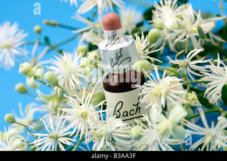 Alter Mann s Bart oder Traveller s Freude Clematis Vitalba Bach s floral Heilmittel Stockfoto