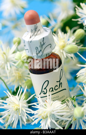 Alter Mann s Bart oder Traveller s Freude Clematis Vitalba Bach s floral Heilmittel Stockfoto