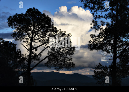 Blauer Himmel und weiße Wolken über den Himalaja in Binsar Naturschutzgebiet im Norden indischen Bundesstaat Uttarakhand Stockfoto