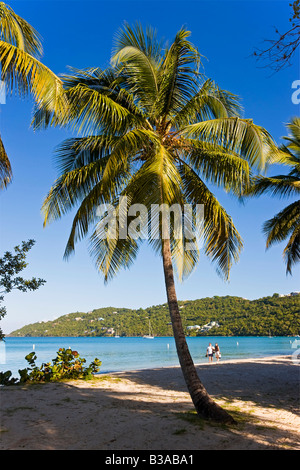 Karibik, US Virgin Islands, St. Thomas, Palmen und Strand von Magens Bay, der bekannteste Strand in St. Thomas Stockfoto