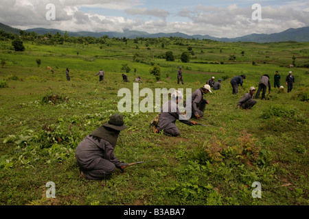 UXO Abstand verwenden Xieng Khouang province,Laos.MAG Personal neuen CEIA Detektor suchen und markieren Sie verdächtige metallische Gegenstände. Stockfoto