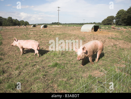 Freilandhaltung Schweine im Feld Stockfoto