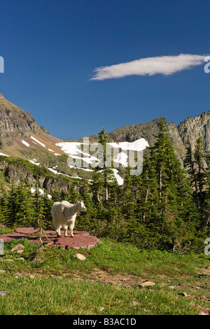 Bergziege auf Logan Pass vor Mt. Reynolds Stockfoto