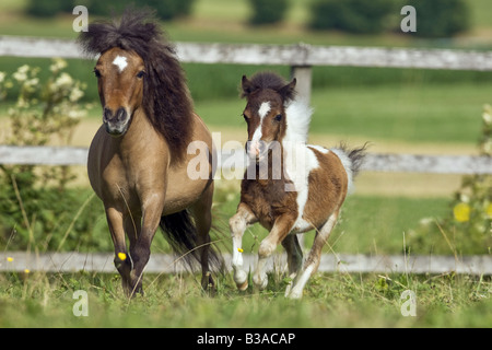 American Miniature Horse Stute mit Fohlen - läuft auf Wiese Stockfoto