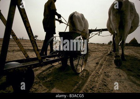 TOUBA, AFRIKAS WENIG MEKKA ", PFLÜGEN, SAU ERDNÜSSE AUF MARABOUT FARM. KEINER VON DEN EIFRIGEN ANHÄNGERN SIND FÜR IHRE ARBEIT BEZAHLT, 1996 Stockfoto