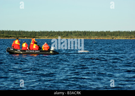 Beluga Whale-watching-Tour in Churchill River Stockfoto