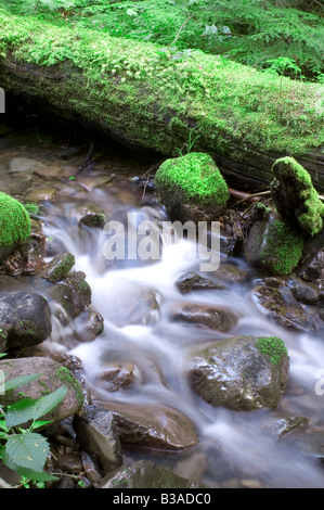 Lewis River Gilford Pinchot National Forest Lewis County zurück Land fließenden Wasserstrom mit Green Moss Skamania County Stockfoto