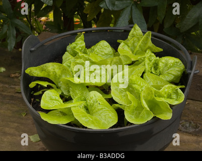 kleines Juwel Salat wächst in container Stockfoto