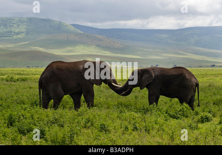 Zwei Elefanten Loxodonta Africana zeigen Zuneigung durch berühren einander mit ihren Rüsseln NGORONGORO Krater, Tansania Stockfoto