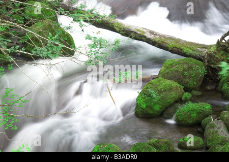 Lewis River Gilford Pinchot National Forest Lewis County Hinterland Stockfoto