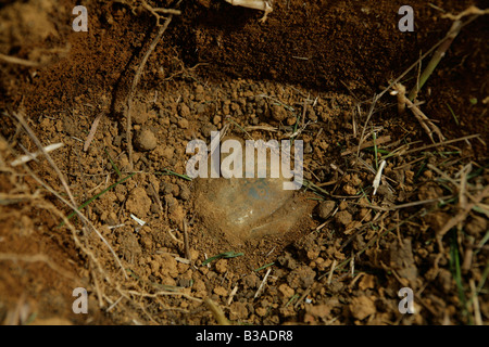 UXO Abstand verwenden Xieng Khouang province,Laos.MAG Personal neuen CEIA Detektor suchen und markieren Sie verdächtige metallische Gegenstände. Stockfoto