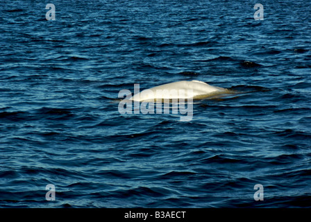 Beluga-Wal in Churchill River Stockfoto