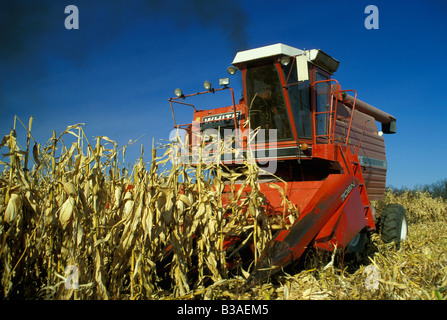 Maisernte, Saginaw County, Michigan, durch Dembinsky Foto Assoc Stockfoto