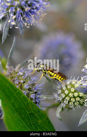 Digger Wespe auf Meer Holly Stockfoto