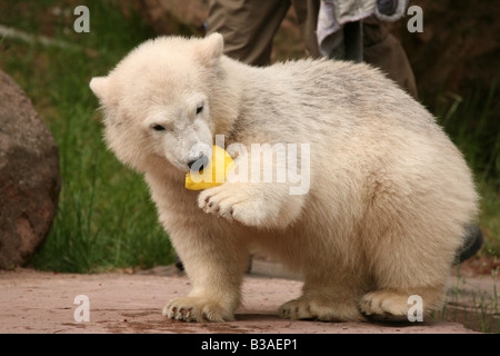 Flocke Schneeflocke Polar Bear Cub genießen in ihr Gehege im Zoo Nürnberg Stockfoto