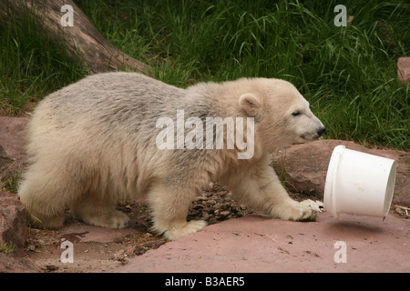 Flocke Schneeflocke Polar Bear Cub genießen in ihr Gehege im Zoo Nürnberg Stockfoto