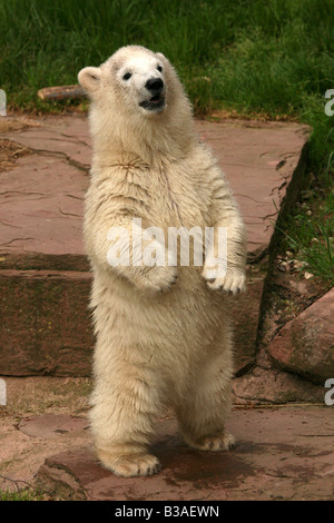 Flocke Schneeflocke Polar Bear Cub genießen in ihr Gehege im Zoo Nürnberg Stockfoto