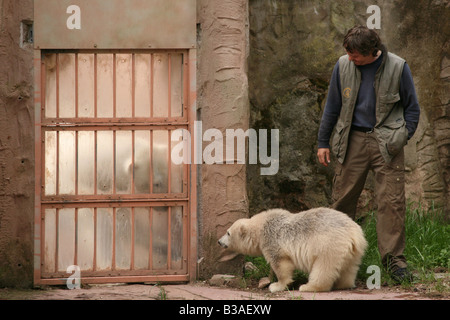 Flocke Schneeflocke der Polar Bear Cub Blick auf ihre Mutter Vera durch die Gitterstäbe am Zoo Nürnberg Stockfoto