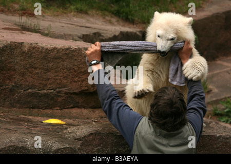 Flocke Schneeflocke der Polar Bear Cub spielen mit ihrem Keeper Horst Maussner am Zoo Nürnberg Stockfoto