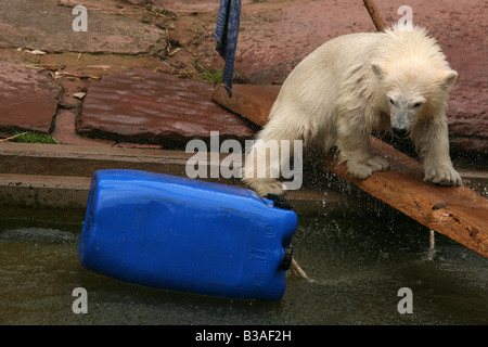 Flocke Schneeflocke Polar Bear Cub genießen in ihr Gehege im Zoo Nürnberg Stockfoto