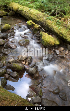 Lewis River Gilford Pinchot National Forest Lewis County zurück Land fließenden Wasserstrom mit grünem Moos Stockfoto