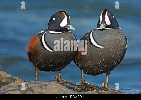 Zwei männliche Harlekin-Enten auf Steg ruht. Stockfoto