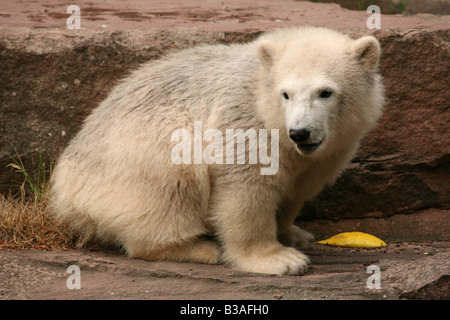 Flocke Schneeflocke Polar Bear Cub genießen in ihr Gehege im Zoo Nürnberg Stockfoto