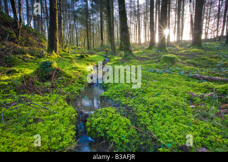 Morgendämmerung bricht durch Nadelwald aufleuchten moosigen Boden flora Stockfoto