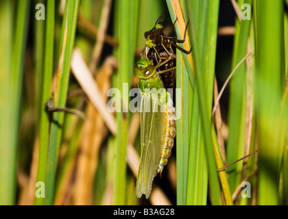 Kaiser-Libelle aus seiner Sub Wassergestalt Larven. Aufnahme aus einem Gartenteich in Devon. Stockfoto