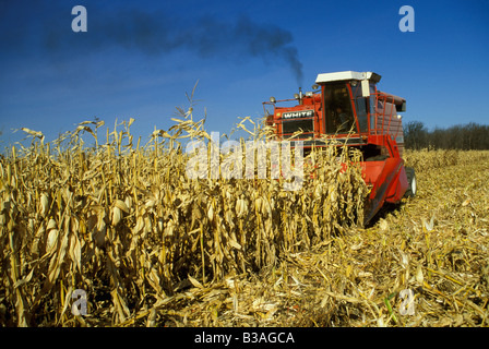 Maisernte, Saginaw County, Michigan, durch Dembinsky Foto Assoc Stockfoto