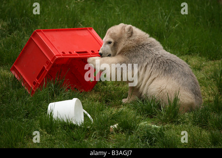 Flocke Schneeflocke Polar Bear Cub genießen in ihr Gehege im Zoo Nürnberg Stockfoto