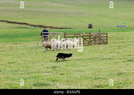 Eine traditionelle englische Sheppard und seine Schäferhund Aufrundung der Schafe Stockfoto