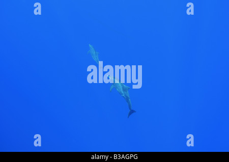 Grobe gezahnter Delphin Steno Bredanensis Kailua Kona Hawaii Stockfoto