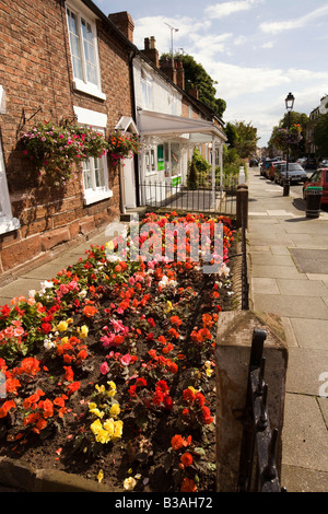 UK Cheshire Tarporley High Street bunte Begonien in Reihenhaus-Vorgarten Stockfoto