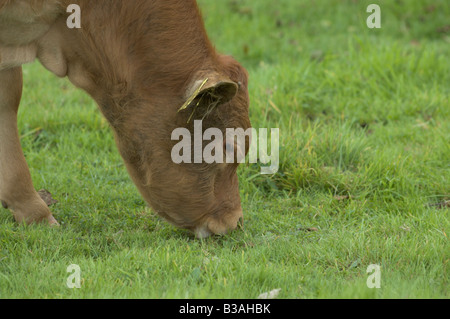 Eine Landschaft orientierte Nahaufnahme einer seltenen Rasse, Dun farbigen Dexter Kuh Weiden auf grünen Rasen Stockfoto