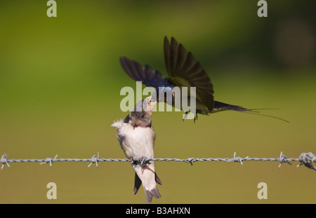 Schwalbe (Hirundo Rustica) Jungen füttert auf dem Flügel im Sommer in Devon Stockfoto