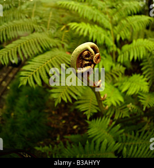 Farn Neuseeland neue Wedel unfurling im August Südhalbkugel Frühling Stockfoto