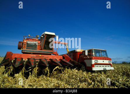 Maisernte, Saginaw County, Michigan, durch Dembinsky Foto Assoc Stockfoto